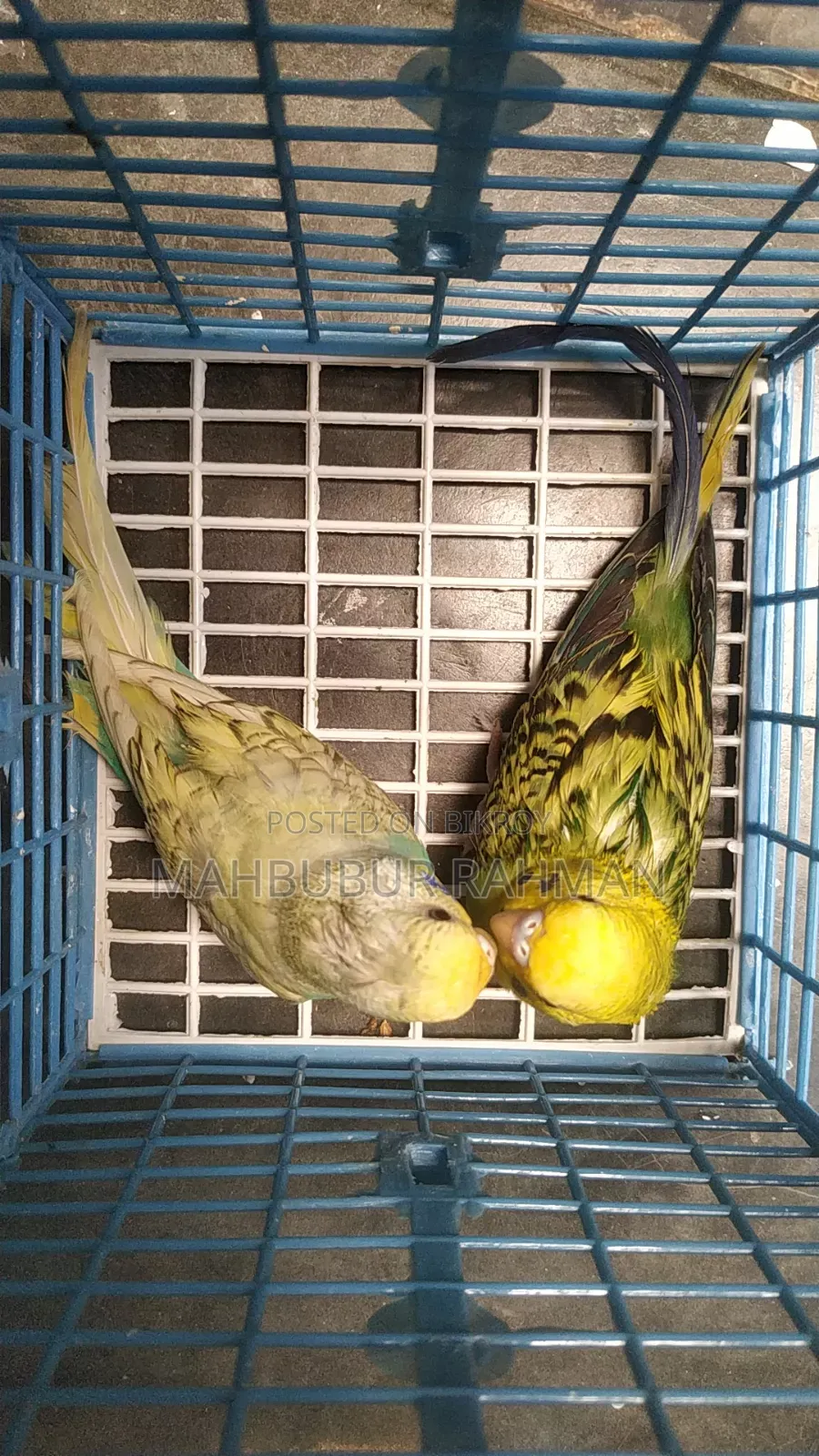Running Birds