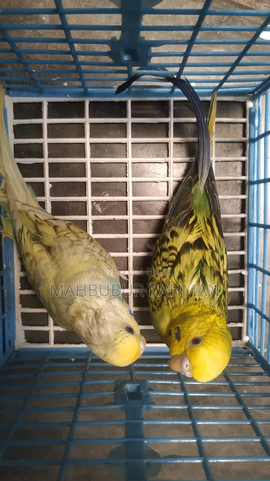 Running Birds