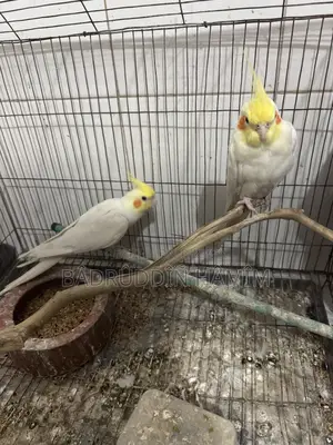 ককাটেল পাখির জোড়া