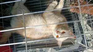 6-12 Months Female Mixed Breed Persian