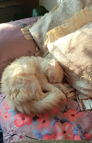 6-12 Months Female Mixed Breed Persian