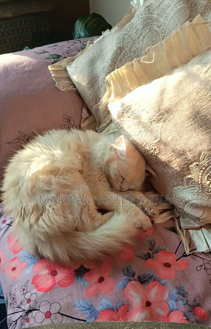 6-12 Months Female Mixed Breed Persian