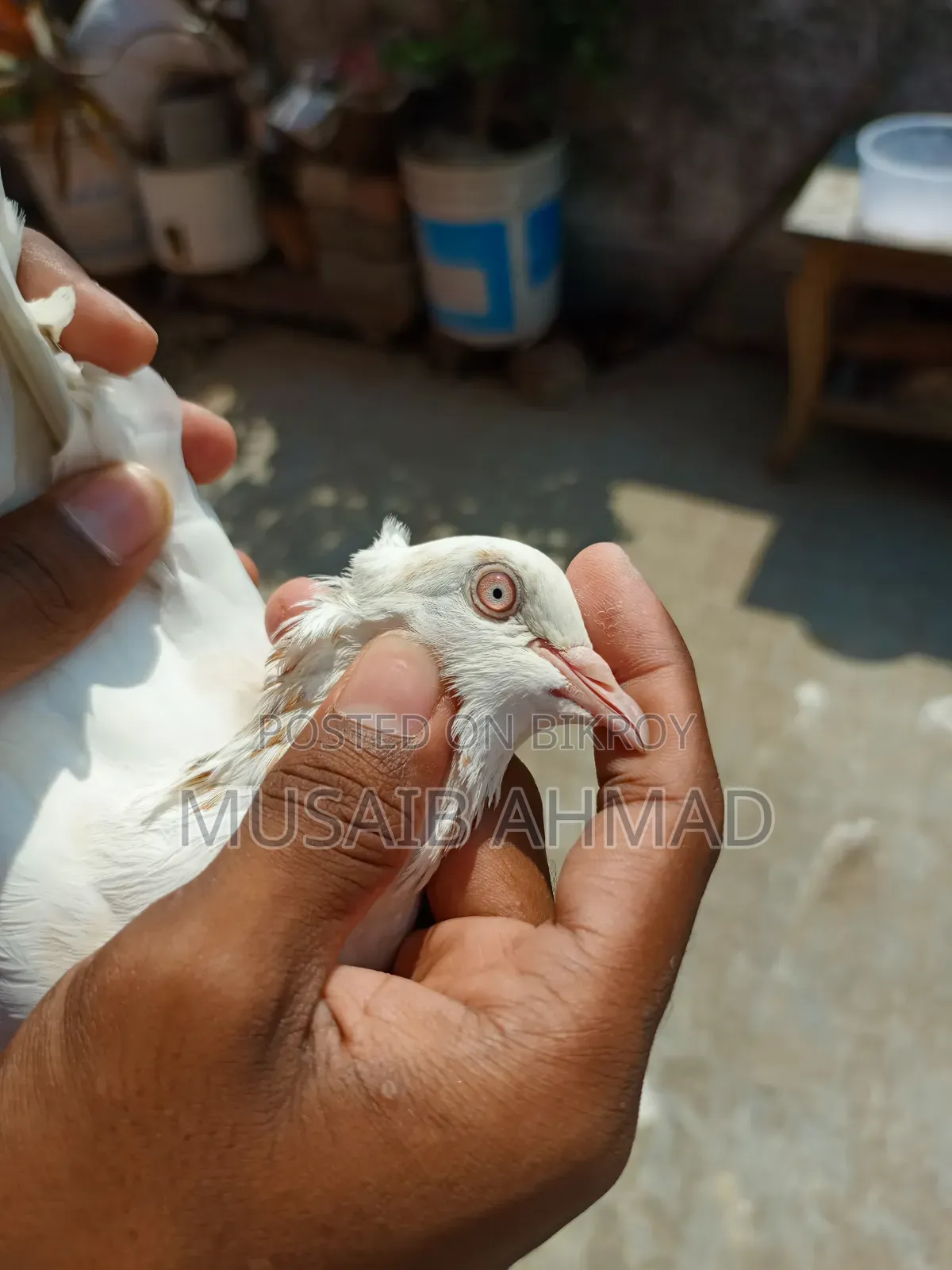 Pigeon for Sale