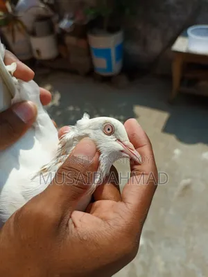 Pigeon for Sale