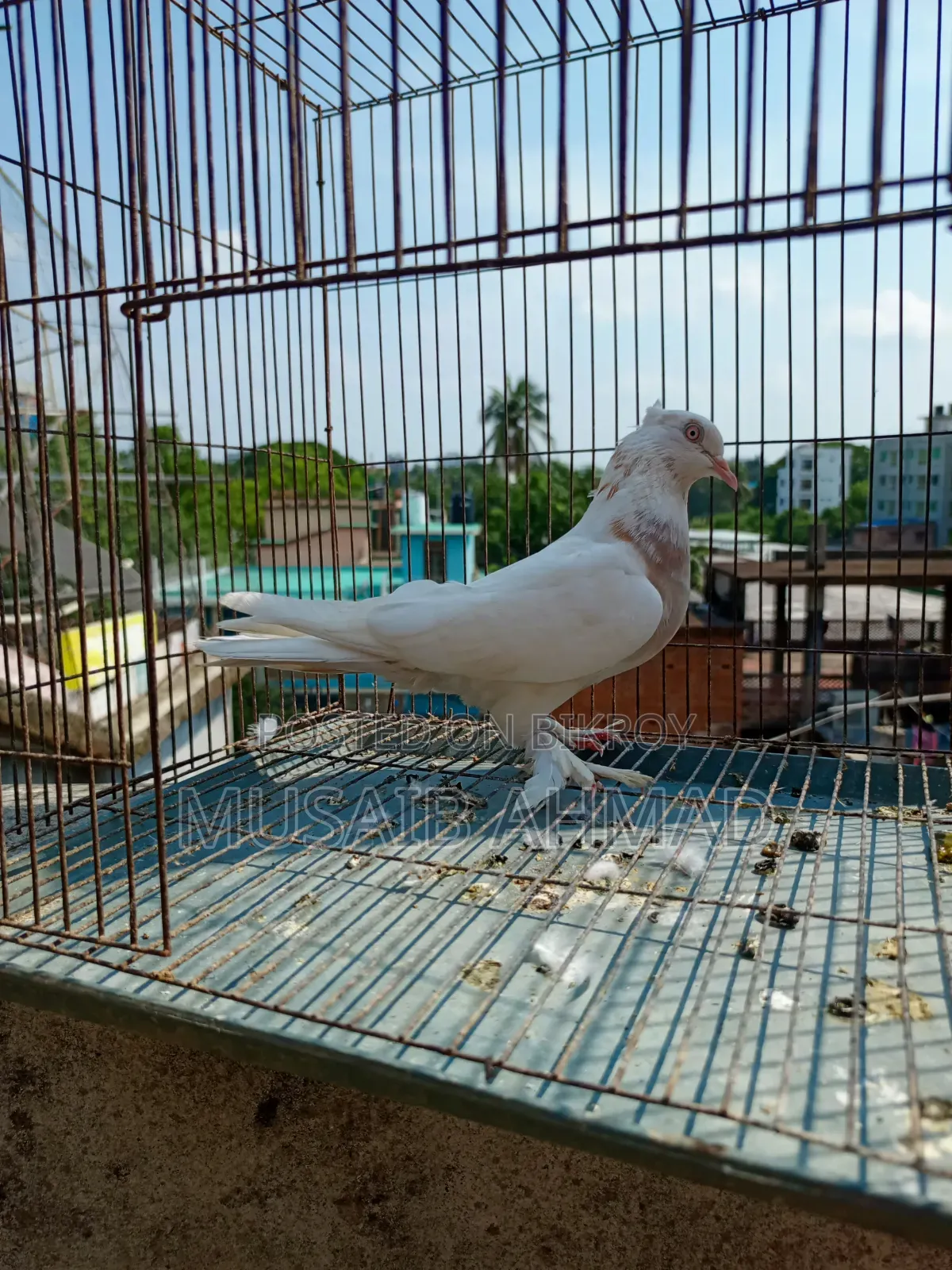 Pigeon for Sale