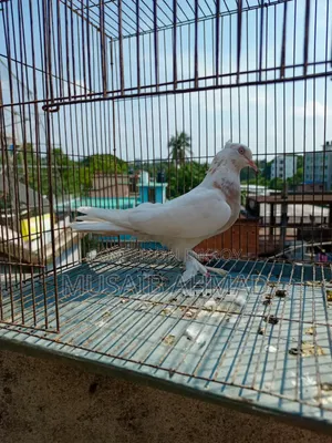 Pigeon for Sale