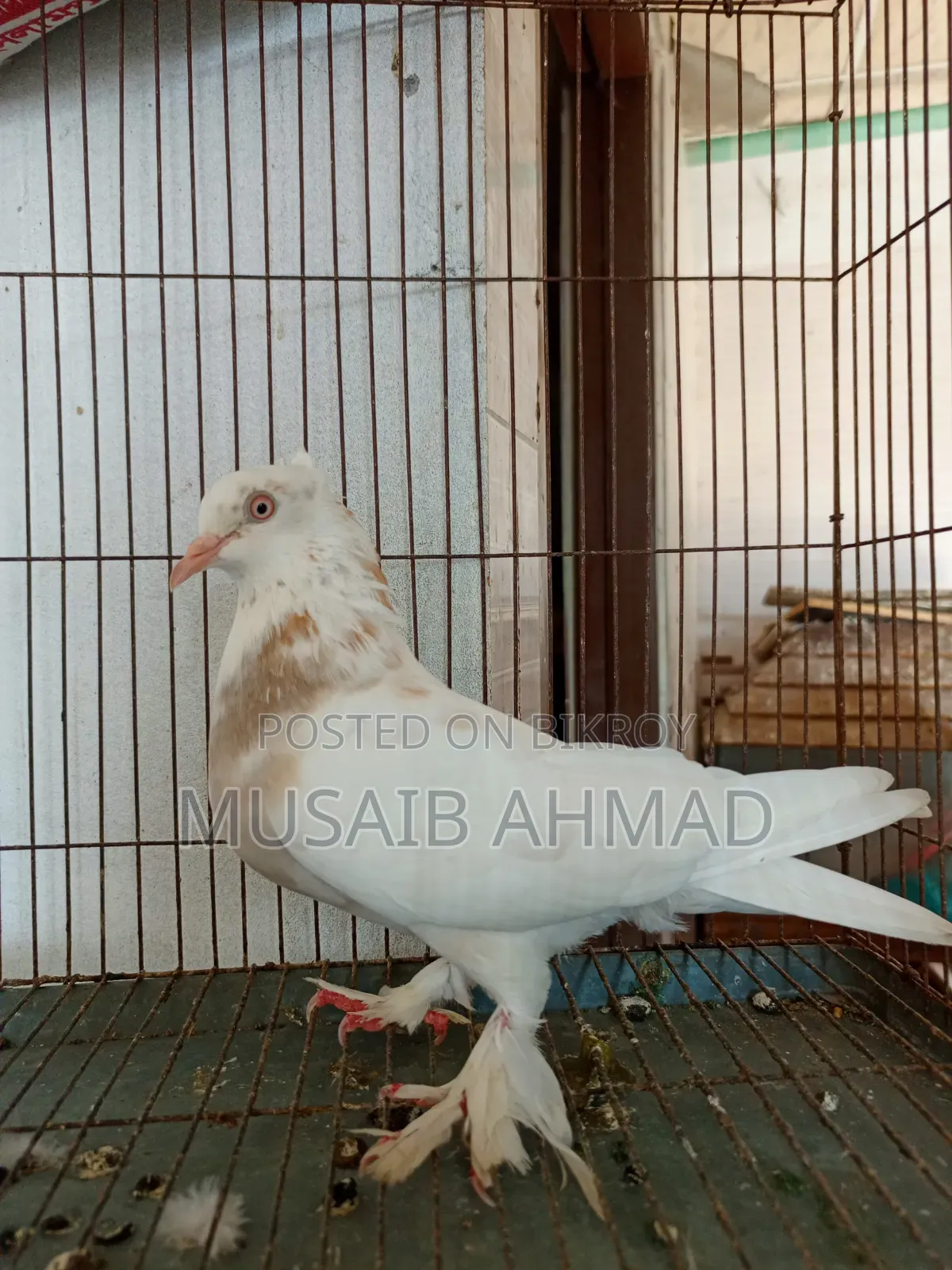 Pigeon for Sale
