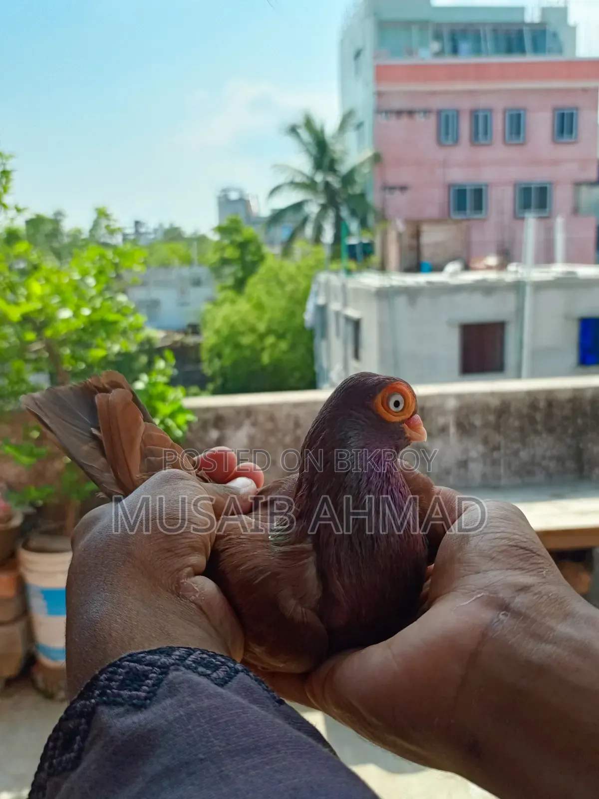 Pigeon for Sale