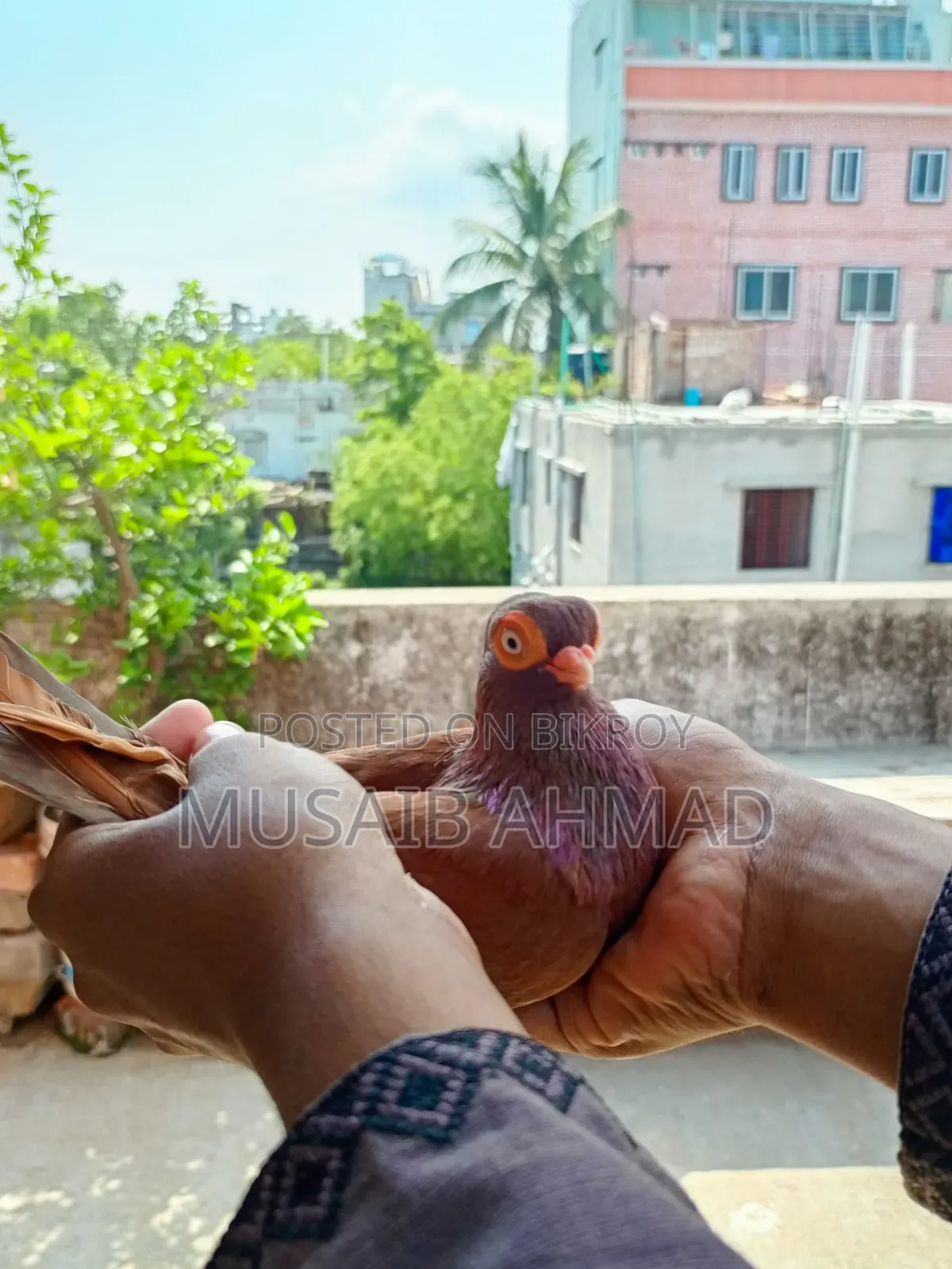 Pigeon for Sale
