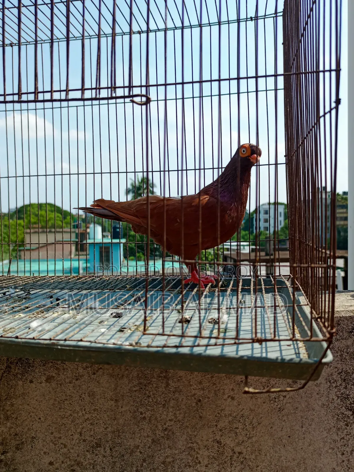 Pigeon for Sale