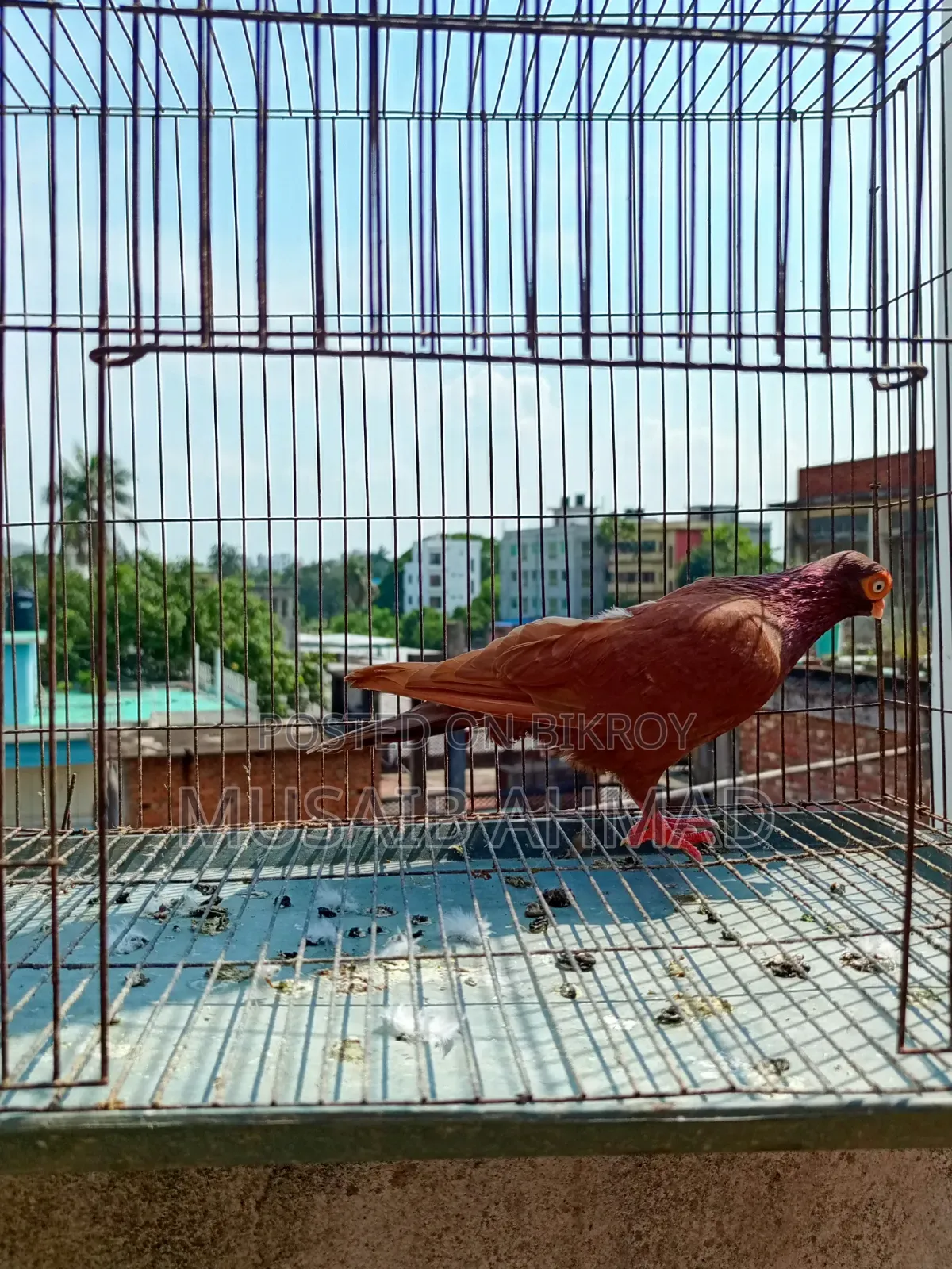 Pigeon for Sale