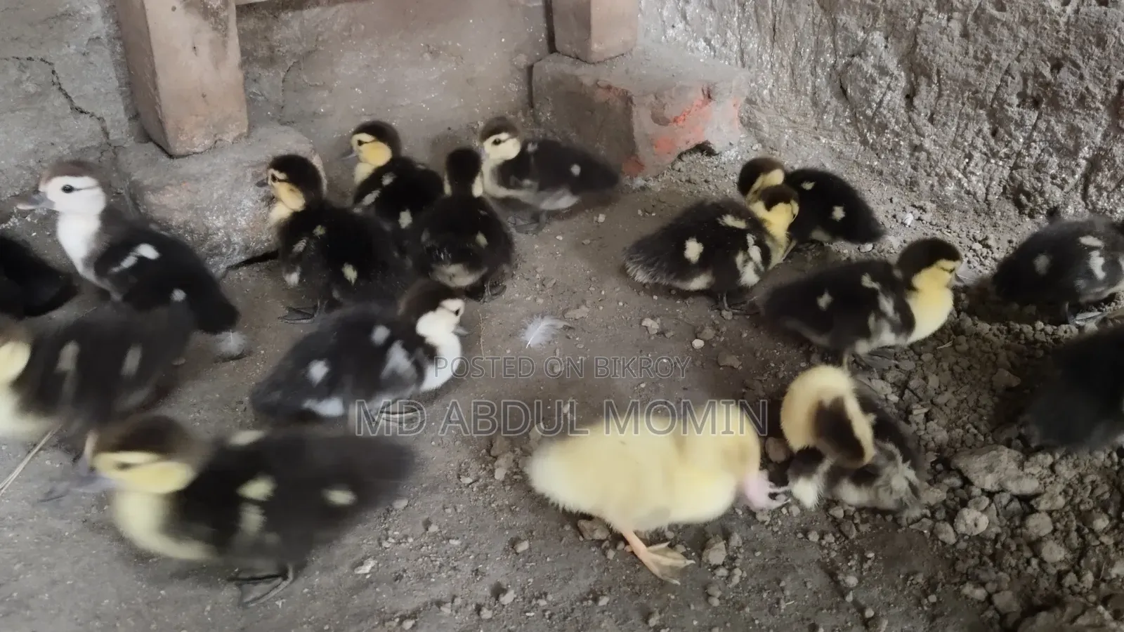 Muscovy ducklings