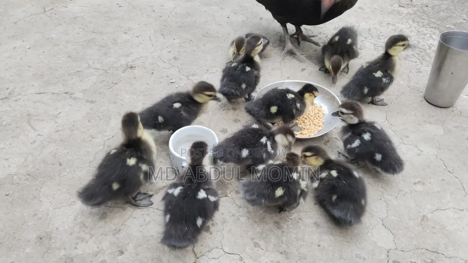 Muscovy ducklings