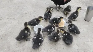Muscovy ducklings