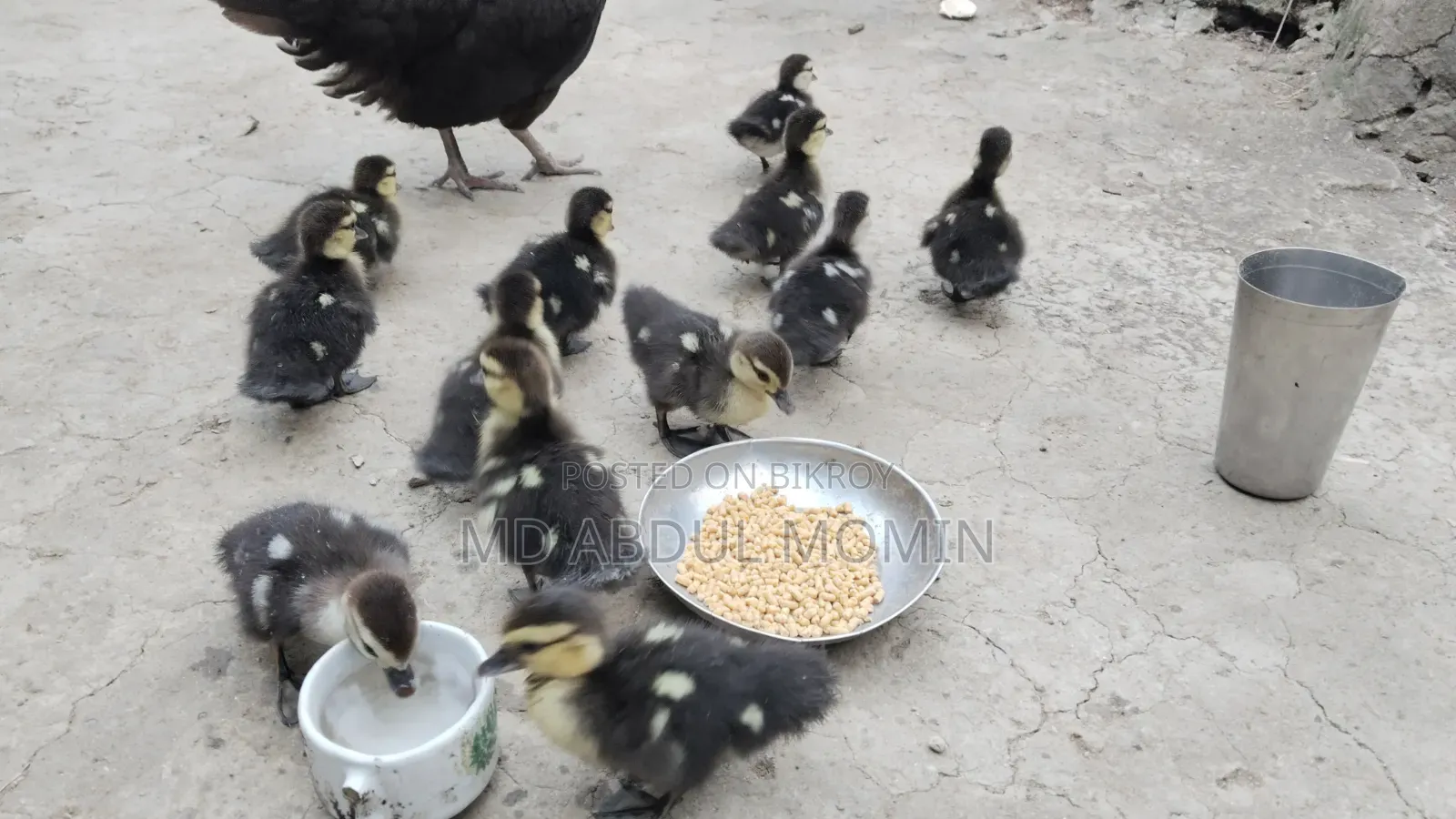 Muscovy ducklings