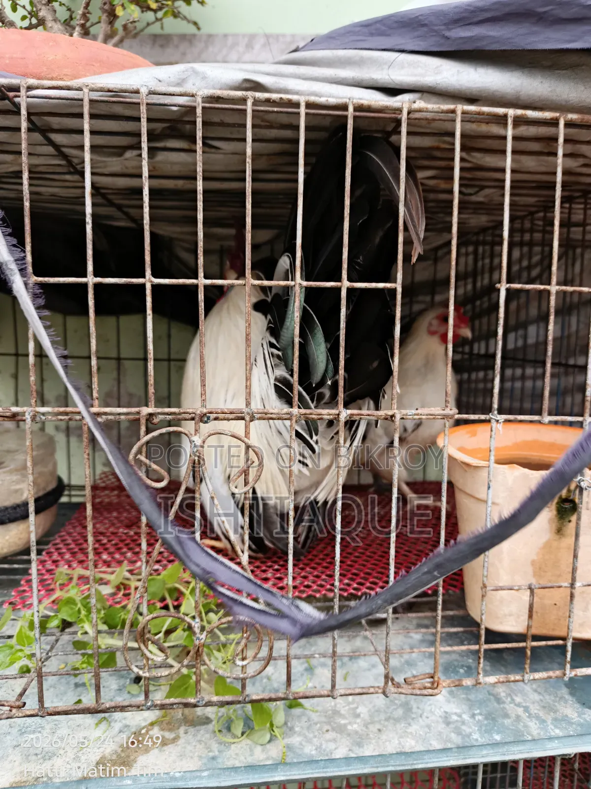 ব্ল্যাক টেইল জাপানিজ ব্যান্টিম রানিং পেয়ার