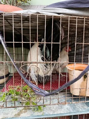 ব্ল্যাক টেইল জাপানিজ ব্যান্টিম রানিং পেয়ার