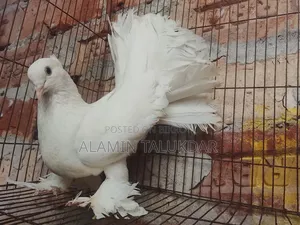 লক্ষ্যা কবুতর