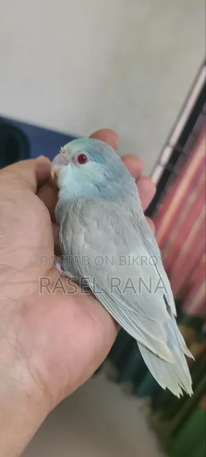 টারকয়েজ ফ্যালো ফিমেল