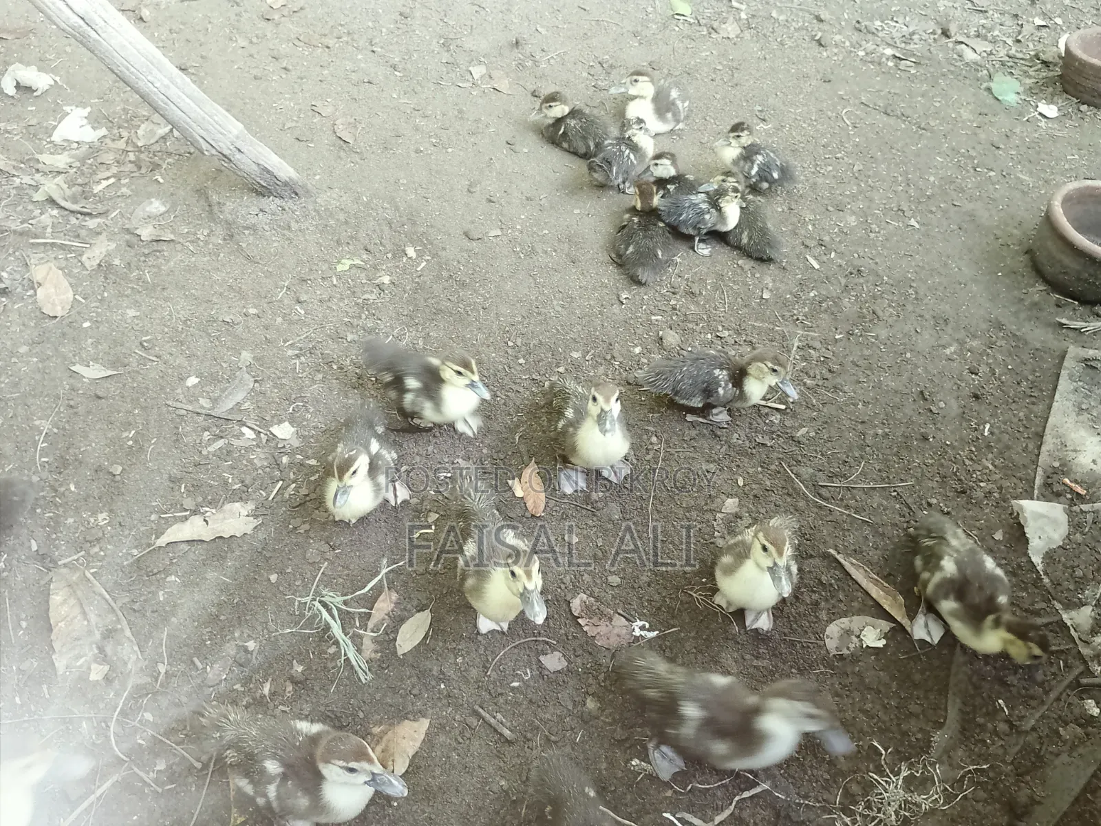 China Duckling