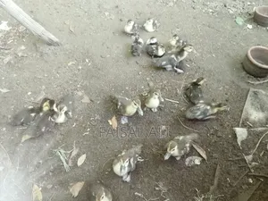 China Duckling