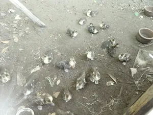 China Duckling