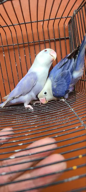 Lovebird Pair