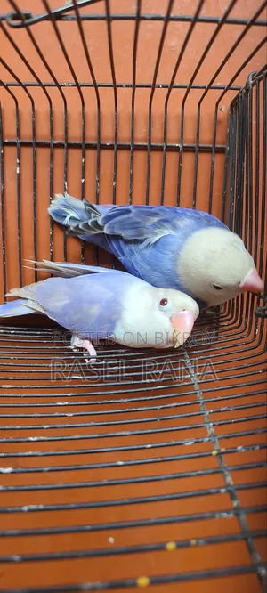 Lovebird Pair