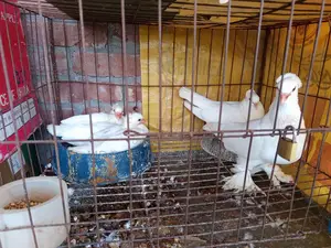 ভালো জাতের লোটন কবুতরের বাচ্চা বিক্রি হবে