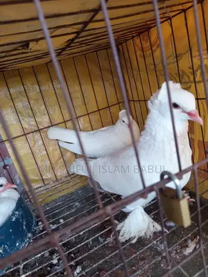 ভালো জাতের লোটন কবুতরের বাচ্চা বিক্রি হবে