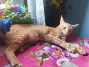 6-12 Months Male Mixed Breed Persian