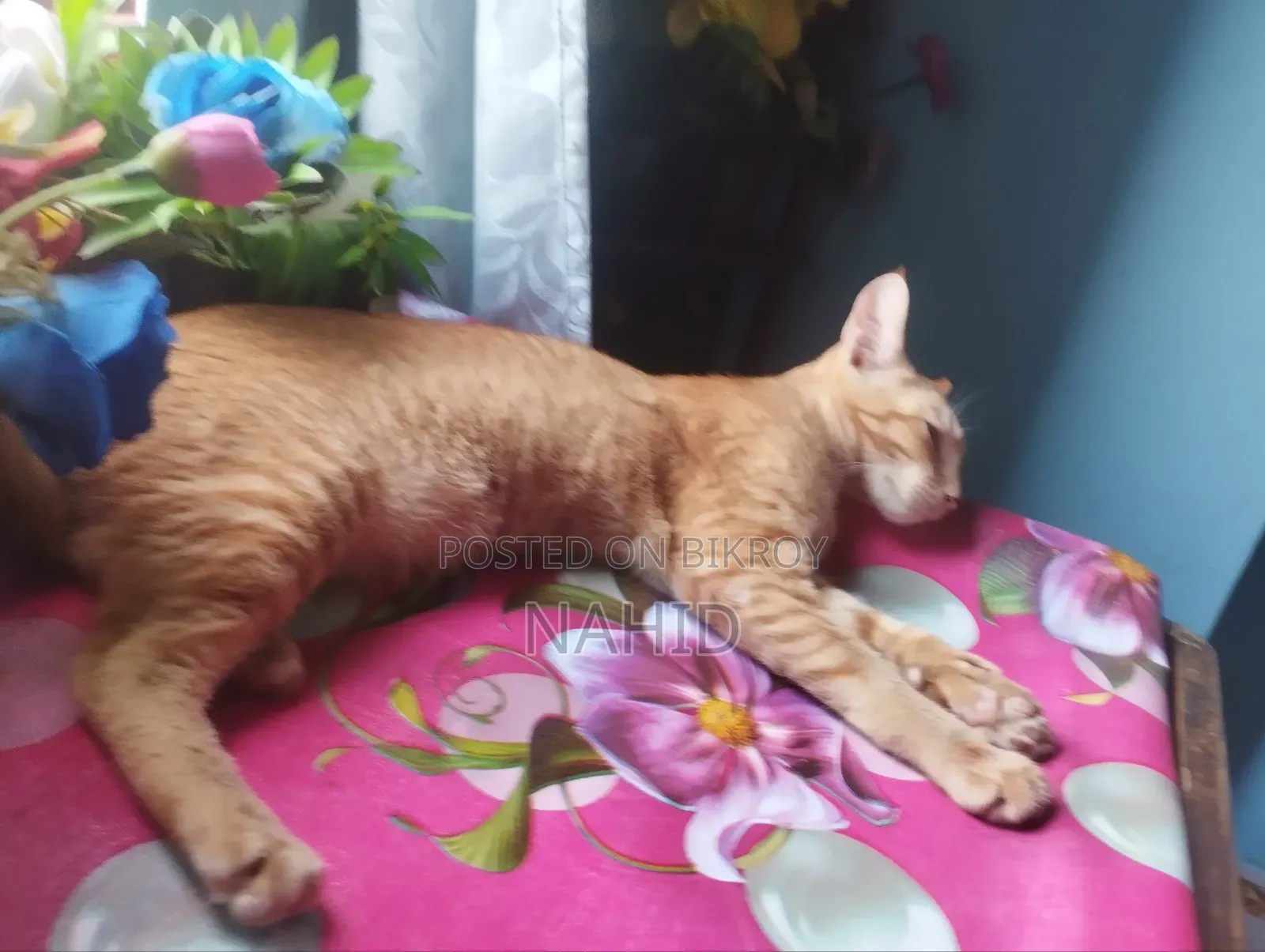 6-12 Months Male Mixed Breed Persian