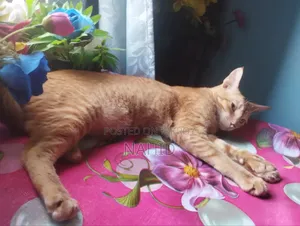 6-12 Months Male Mixed Breed Persian