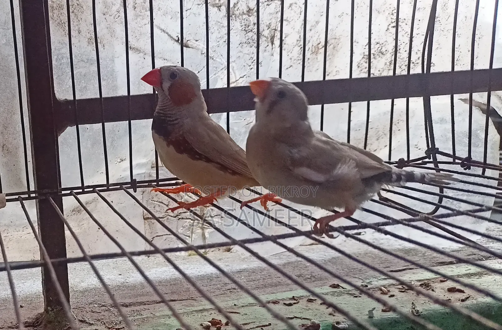 Zebra Finch