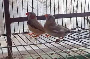 Zebra Finch