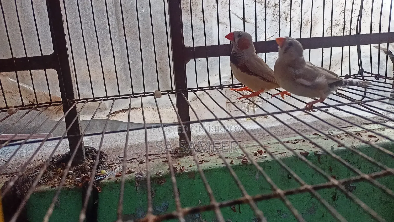 Zebra Finch