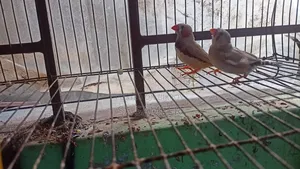 Zebra Finch