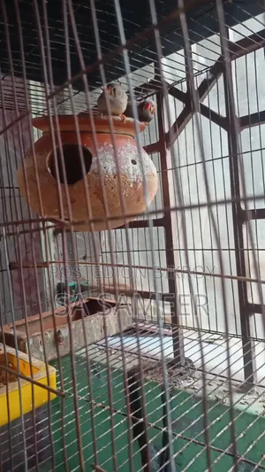 Zebra Finch