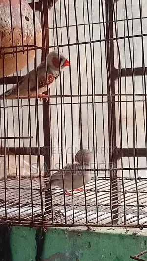 Zebra Finch