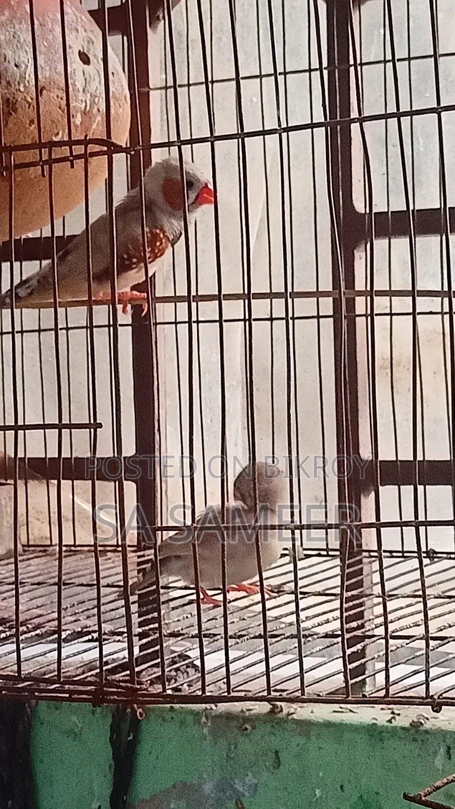 Zebra Finch