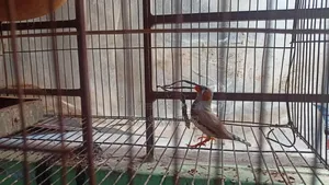 Zebra Finch