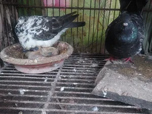 Pigeons for Sale