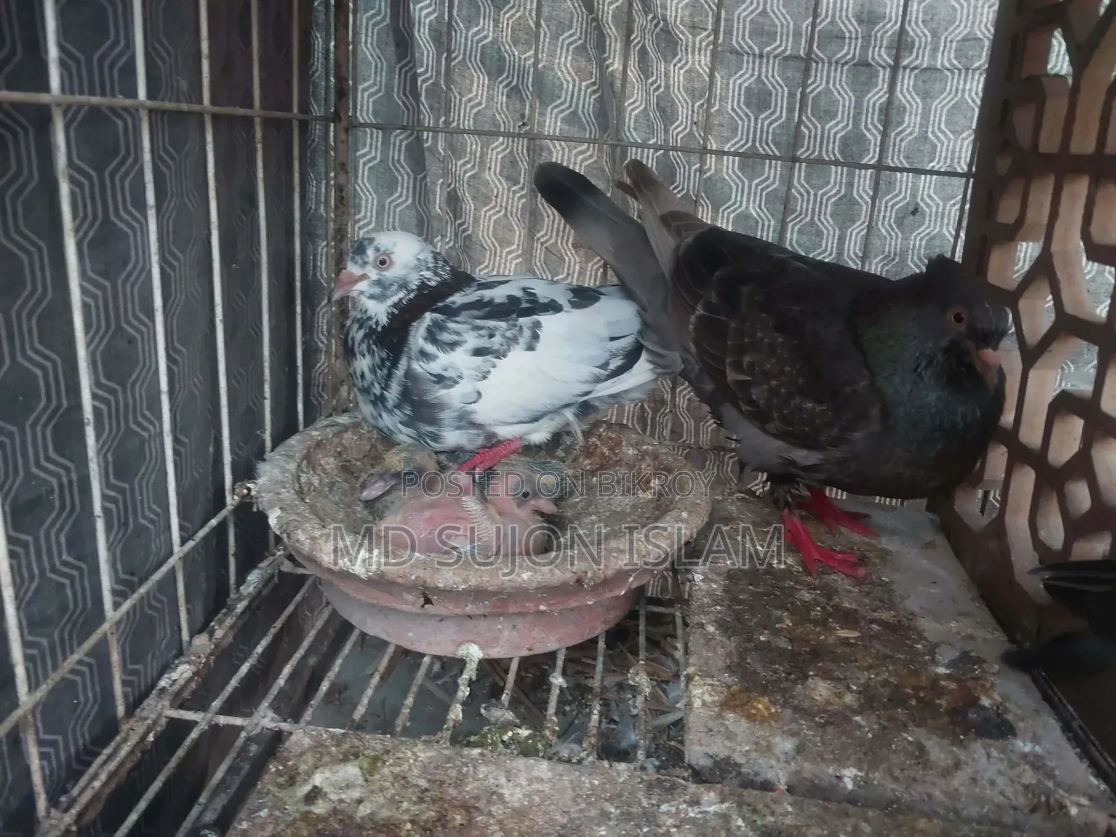 Pigeons for Sale
