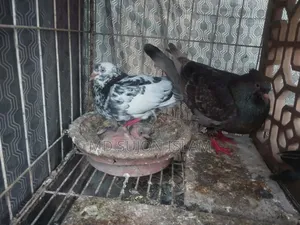 Pigeons for Sale
