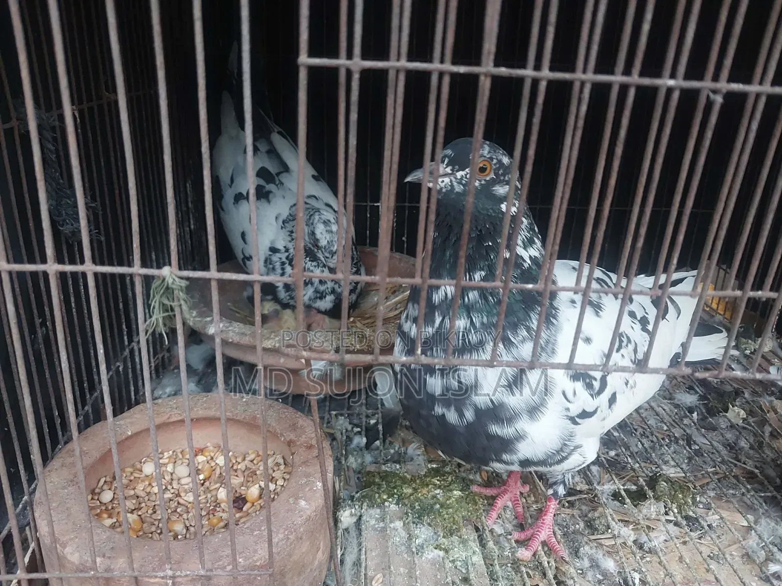 Pigeons for Sale