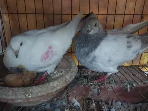 Pigeons for Sale