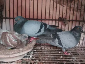 Pigeons for Sale