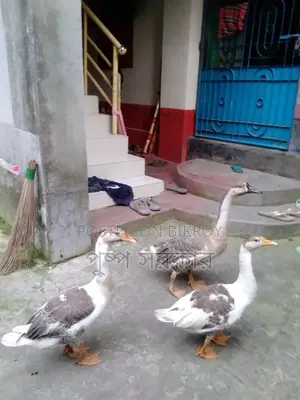 Geese and Chinese Geese for Sale