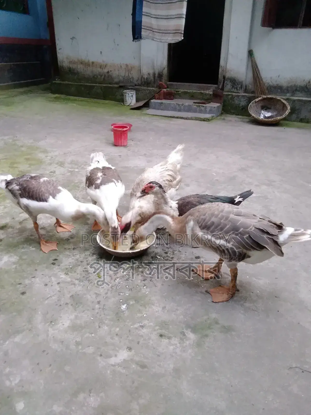 Geese and Chinese Geese for Sale