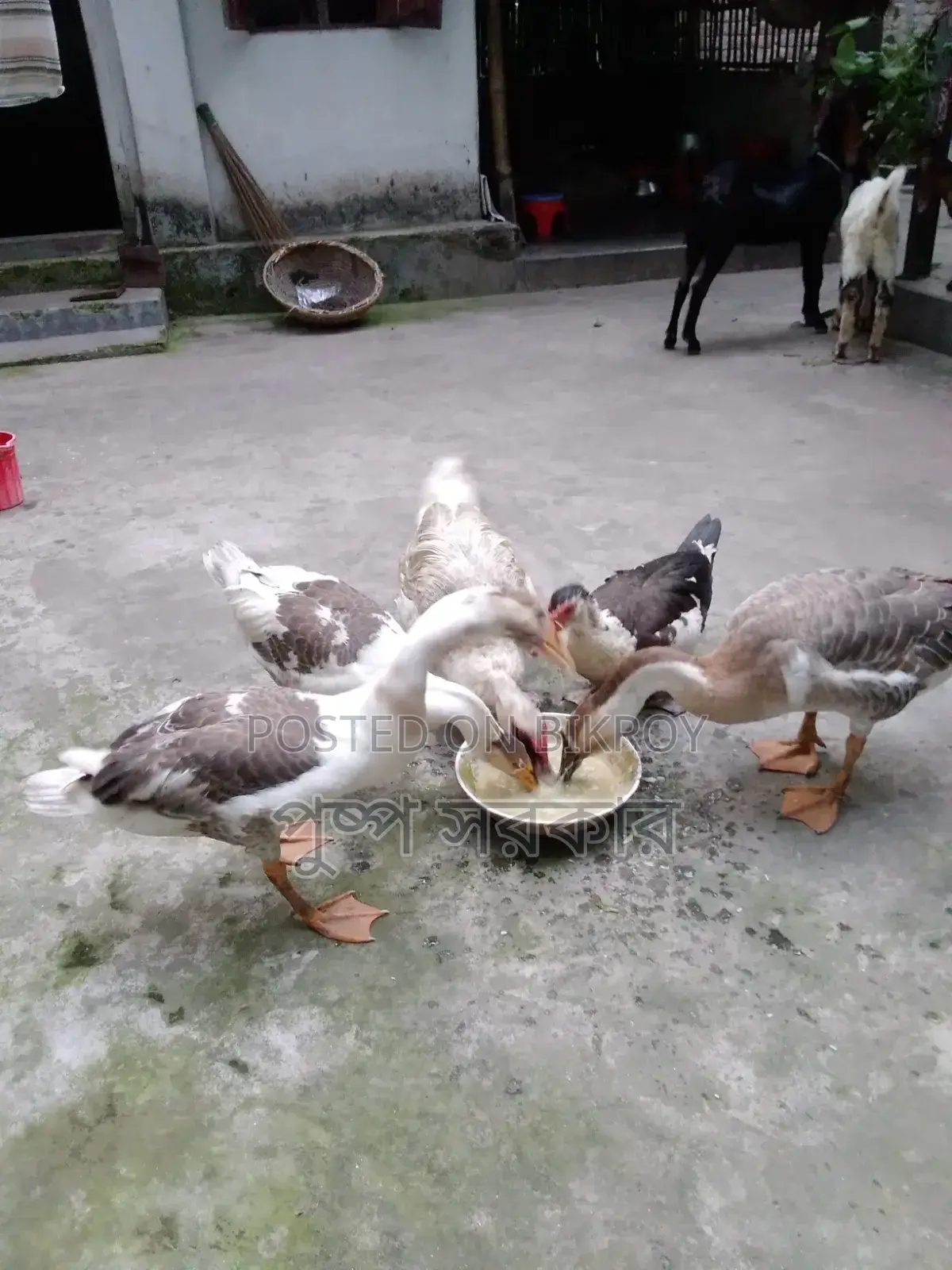 Geese and Chinese Geese for Sale